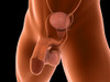 Conceptual image of human male reproductive organs Poster Print - Item # VARPSTSTK700690H