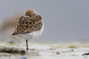 Western Sandpiper Roosting On Mud Flats Of Hartney Bay During Spring Migration, Copper River Delta, Southcentral Alaska PosterPrint - Item # VARDPI2093394
