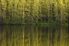 Trees Reflected In The Water; Foster, Quebec, Canada PosterPrint - Item # VARDPI1881397