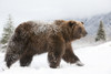 Captive: Female Grizzly Walks Through Snow, Alaska Wildlife Conservation Center, Southcentral Alaska, Winter PosterPrint - Item # VARDPI2150280