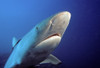 Fiji, Gray Reef Shark (Carcharhinus Amblyrhynchos). PosterPrint - Item # VARDPI1983520