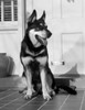 1950s German Shepherd Dog Sitting Outside Front Door Of Home Guard Security Protection Print By Vintage Collection - Item # PPI186729LARGE