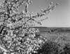 USA  Pennsylvania  Lititz  landscape with fruit tree blossom Poster Print - Item # VARSAL255416593