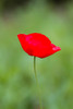 Close-up of red Poppy flowers, Cantigny Park, Wheaton, Illinois, USA Poster Print - Item # VARPPI169181