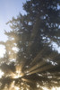 Sun Shining Through Fog And Trees, Willamette Valley, Oregon, Usa PosterPrint - Item # VARDPI1831362