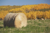 Hay Bale With Autumn Colors, Alberta, Canada PosterPrint - Item # VARDPI1866349