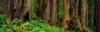 Trees and plants in a forest, Prairie Creek Redwoods State Park, California, USA Poster Print - Item # VARPPI171372
