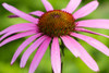 Close-up of Purple Coneflowers blooming, Marion County, Illinois, USA Poster Print - Item # VARPPI169187