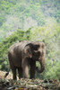 Baby elephant; Chiang Mai, Thailand PosterPrint - Item # VARDPI2384081
