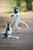 Verreaux's sifaka (Propithecus verreauxi) dancing in a field  Berenty  Madagascar Poster Print by Panoramic Images (16 x 24) - Item # PPI119400