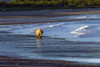 Brown Bear Walks Along The Shoreline In The Kaguyak Area Of Katmai National Park, Alaska PosterPrint - Item # VARDPI2115183