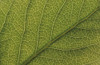 http://c328301.r1.cf1.rackcdn.com/DPI2155395LARGE.jpg