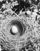 High angle view of an egg in a bird's nest Poster Print - Item # VARSAL25530343