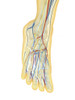Human foot with nervous system, lymphatic system and circulatory system. Poster Print - Item # VARPSTSTK701101H