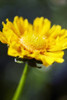 Gazania, Beautiful Yellow Blossom. PosterPrint - Item # VARDPI1976413