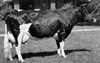 Side profile of a Holstein cow standing in a field Poster Print - Item # VARSAL25529994