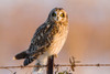 Short-eared Owl perching on fence post, Prairie Ridge State Natural Area, Marion County, Illinois, USA Poster Print - Item # VARPPI169084
