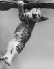Kitten hanging from a branch Poster Print - Item # VARSAL25527445