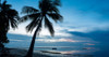 Palm trees on the Anda Beach, Bohol Island, Visayas, Philippines Poster Print - Item # VARPPI167470