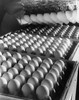 Machine placing eggs in egg cartons Poster Print
