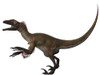 Utahraptor was a carnivorous dinosaur that hunted in packs during the Cretaceous Period Poster Print - Item # VARPSTCFR200166P
