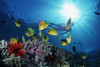 Female Snorkeler Silhouetted With Sunburst; Soloman Island PosterPrint - Item # VARDPI1976993