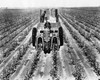 Two farmers harvesting cotton using a combine Poster Print - Item # VARSAL25530480