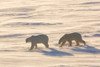 Polar Bears walking in snow, Wapusk National Park, Churchill, Manitoba, Canada Poster Print - Item # VARPPI169108