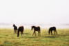 Foals With A Mist Behind Them; Thoroughbred Horses PosterPrint - Item # VARDPI1821679