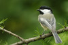 Black-Capped Chickadee, Les Cedres, Quebec, Canada PosterPrint - Item # VARDPI2048016