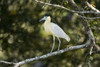 Capped heron perching on a branch  Three Brothers River  Meeting of the Waters State Park  Pantanal Wetlands  Brazil Poster Print by Panoramic Images (16 x 11) - Item # PPI125263