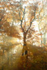Sun Breaking Through Trees PosterPrint - Item # VARDPI1764308