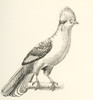 Turaco, Corythaix persa. From The National Encyclopaedia, published c.1890. PosterPrint - Item # VARDPI2430426