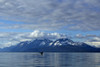 Humpback Whale Fluking In Lynn Canal, Inside Passage, Southeast Alaska, Summer PosterPrint - Item # VARDPI2102866