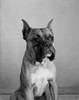 Close up of Boxer dog Poster Print - Item # VARSAL255424730