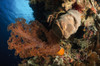 Soft coral seascape, Indonesia Poster Print - Item # VARPSTTSW400163U