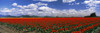 Tulip field under stormy sky, Skagit Valley, Washington State, USA Poster Print - Item # VARPPI87792