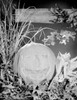 Still life with Halloween pumpkin Poster Print - Item # VARSAL255418936