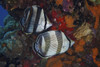 Banded Butterflyfish, Bonaire, Caribbean Netherlands Poster Print
