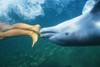 Hawaii, Bottlenose Dolphin (Tursiops Truncatus) Swimming Upside-Down With Person, Only Feet Showing, Underwater View. PosterPrint - Item # VARDPI1993024