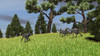 Three Gigantoraptors running across a grassy field Poster Print - Item # VARPSTKVA600470P