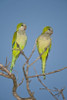 Pair of Monk parakeets perching on a branch  Three Brothers River  Meeting of Waters State Park  Pantanal Wetlands  Brazil Poster Print by Panoramic Images (16 x 24) - Item # PPI125252