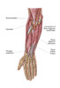 Anatomy of human forearm muscles, deep anterior view Poster Print - Item # VARPSTSTK700583H