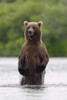 Brown Bear Sow Standing In River Fishing For Sockeye Salmon Katmai National Park Southwest Alaska Summer PosterPrint - Item # VARDPI2093672