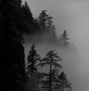 USA  Oregon  Columbia River Gorge  trees in fog Poster Print - Item # VARSAL255424406