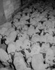 Herd of sheep in enclosure Poster Print - Item # VARSAL255424696