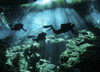 Diver enters the cavern system at Chac Mool cenote in the Riviera Maya area of Mexico's Yucatan Peninsula Poster Print - Item # VARPSTKWD400116U