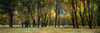 Trees in autumn, Yosemite Valley, Yosemite National Park, California, USA Poster Print - Item # VARPPI32851