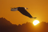 Bald Eagle In Flight Sunset Over Mtn Composite PosterPrint - Item # VARDPI2144038