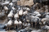Wildebeests crossing a river  Mara River  Masai Mara National Reserve  Kenya Poster Print by Panoramic Images (36 x 24) - Item # PPI119303